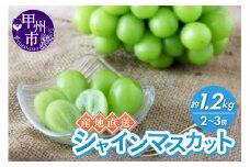 産地直送やみつきシャインマスカット 約1.2kg（2～3房）【2025年発送】（RC）B12-435