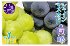 人気のシャインマスカット＆巨峰 2種食べ比べ 約1.0kg 2房【2025年発送】（LKS）B-852