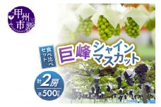 大人気！巨峰・シャインマスカット食べ比べセット【2026年発送】（RC）B-438