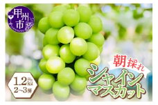 感謝を込めて最高の朝採りシャインマスカットをお贈りします！1.2kg以上（2～3房）【2026年発送】（LMS）B12-476