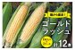 スイートコーン (ゴールドラッシュ) 12本