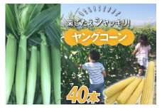 【数量限定】ヤングコーン40本 【野菜・とうもろこし・ヤングコーン・コーン】