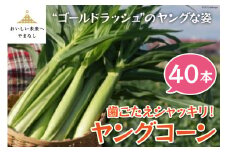 【期間限定発送】 とうもろこし 歯ごたえシャッキリ ! ヤングコーン 40本 [しゃんと畑 山梨県 中央市 21470240] 野菜  トウモロコシ コーン ベビーコーン 皮付き