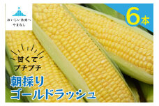 【期間限定発送】 朝採り 即出荷 甘くてプチプチ ゴールドラッシュ 6本 ／ 野菜 とうもろこし トウモロコシ 新鮮 しゃんと畑 山梨県 中央市 