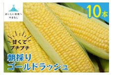 【期間限定発送】 朝採り 即出荷 甘くてプチプチ ゴールドラッシュ 10本 ／ 野菜 とうもろこし トウモロコシ 新鮮 産地直送 しゃんと畑 山梨県 中央市
