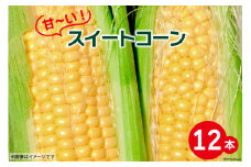 【期間限定発送】 甘～い ! スイートコーン 12本 [よしろーさんちの農園 山梨県 中央市 21470395] とうもろこし トウモロコシ コーン やさい 野菜 旬野菜 旬 季節限定 期間限定 冷蔵