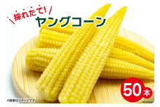 【期間限定発送】 採れたて! ヤングコーン 50本 ／ よしろーさんちの農園 ベビーコーン やさい 野菜 旬野菜 旬 季節限定 期間限定 山梨県 中央市