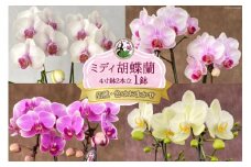 ミディ胡蝶蘭 4寸鉢 2本立 1鉢《品種や色の選択はおまかせ》/ 石原洋蘭園 / 山梨県 中央市 [21470406]