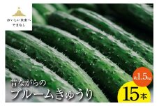 【期間限定発送】昔ながらのブルームきゅうり 15本(約1.5kg) ／ 胡瓜 きゅうり キュウリ 夏野菜 夏 野菜 やさい 新鮮 期間限定 数量限定 しゃんと畑 山梨県 中央市