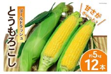 【期間限定発送】 野菜 とうもろこし ( ゴールドラッシュ ) 12本入 約5kg [笛吹農業協同組合 山梨県 中央市 21470872] やさい トウモロコシ コーン 甘い スイートコーン 季節限定 期間限定