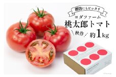 【2025年発送】秋作 トマト 桃太郎 約1kg [ヨダファーム 山梨県 中央市 21470962] とまと tomato 野菜 やさい 1キロ 季節限定 期間限定 産地直送 山梨県産