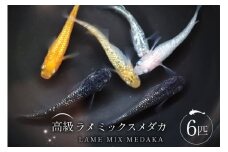 メダカ 高級ラメミックスメダカ 6匹 ／ メダカ めだか 生体 medaka アクアリウム 販売 ミックスメダカ 熱帯魚 メダカ生体 高級  ひので屋 山梨県 中央市