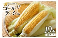 【期間限定発送】 とうもろこし ゴールドラッシュ 10本入り 2Lサイズ 山梨県中央市産 [アクロプラス 山梨県 中央市 21471052] トウモロコシ スイートコーン 甘い コーン 野菜