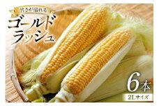 【期間限定発送】 とうもろこし ゴールドラッシュ 6本入り 2Lサイズ 山梨県中央市産 [アクロプラス 山梨県 中央市 21471053] トウモロコシ スイートコーン 甘い コーン 野菜
