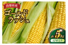 トウモロコシ ゴールドラッシュ 12本入り 約5kg [KYA農園 山梨県 中央市 21471059] とうもろこし コーン