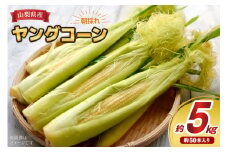 ヤングコーン 朝採れ 皮付き 約50本 約5kg [KYA農園 山梨県 中央市 21471058] ベビーコーン 朝取れ コーン トウモロコシ とうもろこし
