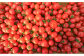 新鮮！中玉フルーツトマト400g×8袋