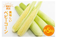【期間限定発送】 野菜 ベビーコーン 約5kg [ラハマン農園 山梨県 中央市 21470819] トウモロコシ とうもろこし ベビーコーン ヤングコーン 大容量 期間限定 季節限定 数量限定 産地直送