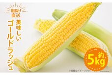 【期間限定発送】 野菜 ゴールドラッシュ 約5kg [ラハマン農園 山梨県 中央市 21470839] トウモロコシ とうもろこし やさい  期間限定 季節限定 数量限定 産地直送