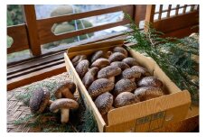 山梨県産　生しいたけ（ジャンボキノコ）　約1kg