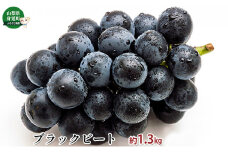 ブラックビート約1.3kg[№5530-0310]