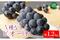 令和5年発送　種無しピオーネ　約1.2kg　2房[№5530-0358]