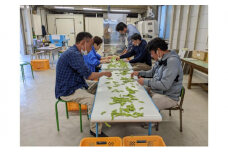 あけぼの大豆の枝豆（300g×5袋）身延町 えだまめ お取り寄せ [№5530-0408]