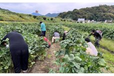 あけぼの大豆　摘み取り体験  産地フェア 枝豆 農業体験 収穫 野菜 豆類 体験 山梨 身延町[№5530-0406]