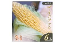 ＜山梨県南部町産＞朝採れゴールドラッシュ6本【1663442】