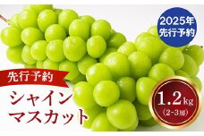 【2025年発送分 先行予約】 シャインマスカット 2～3房（約1.2kg） 8月中旬以降発送予定 フルーツ 山梨 シャイン マスカット くだもの 大粒 人気 厳選 ブドウ ぶどう 葡萄  富士川町 先行予約（C4101）