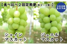 【2026年発送分 先行予約】【２回食べ比べ定期便・別送】シャインマスカット（900g～1.4kg・２～３房）＋ジュエルマスカット（900g～1.4kg・２～３房）　ぶどう シャイン シャインマスカット ジュエルマスカット フルーツ 果物 山梨 やまなし 定期便 食べ比べ 先行予約
