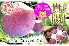 【2025年発送分 先行予約】貴陽（3L－5L）6-7玉　すもも プラム 李 スモモ 山梨 果物 くだもの 山梨 やまなし フルーツ 産地直送 富士川町