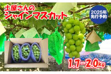 【2025年発送分 先行予約】土屋さんのシャインマスカット(1.7～2.0kg 3房) シャイン マスカット 大粒 富士川町産 産地直送 フルーツ 果物 くだもの ブドウ ぶどう 葡萄 やまなし 山梨 先行受付 令和7年