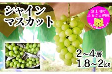【贈答用】【2025年発送分 先行予約】 山梨おいしい果物園のシャインマスカット 1.8kg-2.0kg (2~4房)　産地直送 フルーツ シャイン マスカット ブドウ ぶどう 山梨 やまなし 富士川町