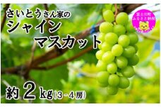 【2025年発送分】さいとうさん家のシャインマスカット ３～４房 （約2kg） 8月下旬以降発送 シャイン マスカット 葡萄 ブドウ ぶどう くだもの フルーツ 産地直送 山梨 やまなし 先行予約 富士川町