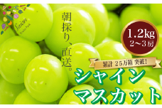 【2025年発送分 先行予約】 シャインマスカット 約1.2kg（2～3房） 8月中旬以降発送予定 フルーツ 山梨県産 果物 シャイン マスカット ぶどう ブドウ 大粒 種なし 産地直送  富士川町 先行予約（A5302）