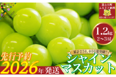 【2026年発送分 先行予約】 シャインマスカット 1.2kg（2～3房） 8月中旬以降発送予定 フルーツ 山梨県産 果物 シャイン マスカット ぶどう ブドウ 大粒 種なし 産地直送  富士川町 先行予約（A5302）