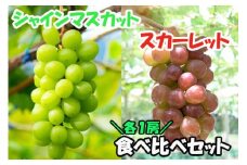 【2025年発送分】赤のスカーレット＆緑のシャインマスカットの食べ比べセット　シャイン マスカット ぶどう ブドウ 葡萄 山梨 やまなし フルーツ 果物 新品種 スカーレット 赤ぶどう 食べ比べ セット