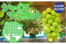 【2025年発送分 先行予約】シャインマスカット（１房） 600～800g シャイン マスカット ぶどう ブドウ 葡萄 １房 600g 700g 800g 家庭用 自宅用 個人用 １人用 フルーツ 果物 くだもの 山梨 やまなし 10000円