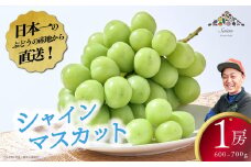 【2025年発送分 先行予約】【お試しサイズ】シャインマスカット １房 フルーツ 山梨県産 果物 シャイン マスカット ぶどう ブドウ 大粒 種なし