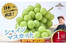 【2026年発送分 先行予約】【お試しサイズ】シャインマスカット １房 フルーツ 山梨県産 果物 シャイン マスカット ぶどう ブドウ 大粒 種なし