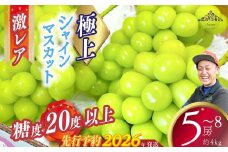 【2026年発送分 先行予約】激レア【糖度20度以上】極上シャインマスカット ４kg以上  フルーツ 山梨県産 果物 シャイン マスカット ぶどう ブドウ 大粒 種なし