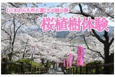 【日本さくら名所百選の地】大法師公園　桜植樹体験　　桜 さくら 記念 体験 さくら祭り 桜祭り 植樹 そめいよしの ソメイヨシノ 染井吉野 やまなし 山梨 富士川町