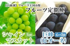 【JA厳選】フルーツ王国やまなし満喫定期便　巨峰（約２kg・4～6房）＆シャインマスカット(約1kg・2房)定期便　ぶどう ブドウ 葡萄 果物 くだもの フルーツ 山梨 やまなし 富士川町