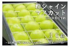【令和８年度先行予約】《厳選・宝石箱》シャインマスカットひと口BOX(18粒入り・約200g)　シャイン マスカット ぶどう 葡萄 ブドウ 房なし 粒シャイン 粒のみ 粒だけ くだもの 果物 フルーツ 山梨 やまなし 富士川町