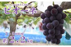 【フルーツ王国山梨】ピオーネ　約２．２ｋｇ（３～５房）　 葡萄 ブドウ ぶどう 果物 くだもの 山梨 やまなし フルーツ 富士川町