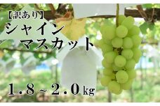 【2025年発送分】【訳あり】シャインマスカット  1.8kg～2kg (3～6房程度) 　 訳アリ 訳あり品 シャイン マスカット ぶどう ブドウ 葡萄 徳用 家庭用 ご家庭用 旬 新鮮 約2kg 約1.8kg 約1.9kg くだもの 果物 フルーツ 山梨 やまなし 富士川町