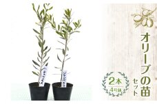 【ハーブショップYOU'樹】オリーブの苗セット 4号鉢 2本 SWBE001