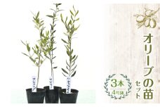 【ハーブショップYOU'樹】オリーブの苗セット 4号鉢 3本 SWBE002
