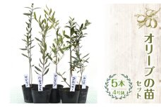 【ハーブショップYOU'樹】オリーブの苗セット 4号鉢 5本 SWBE004